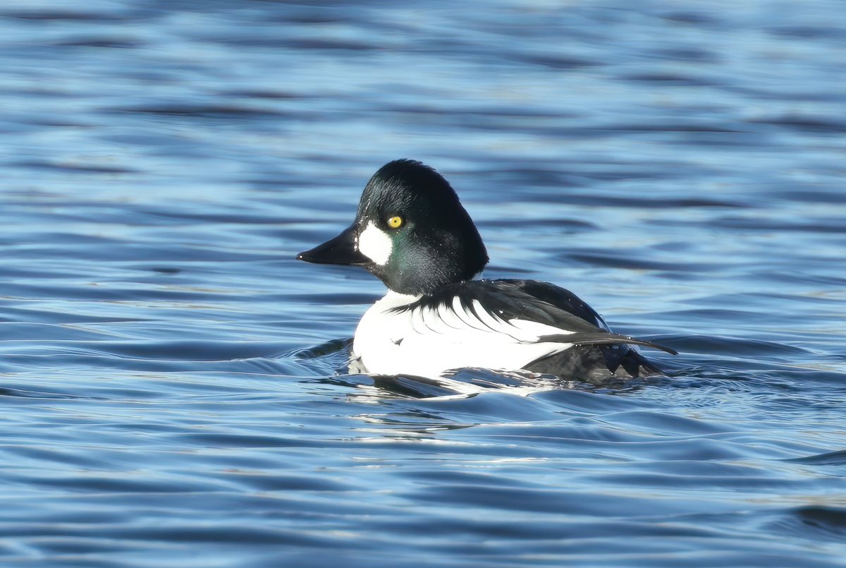 Never mind the Greater scaup <a href="/RSPBLangford/">RSPB Langford Lowfields</a> , how about a male Goldeneye?! <a href="/NottsBirders/">Notts Birdwatchers</a>