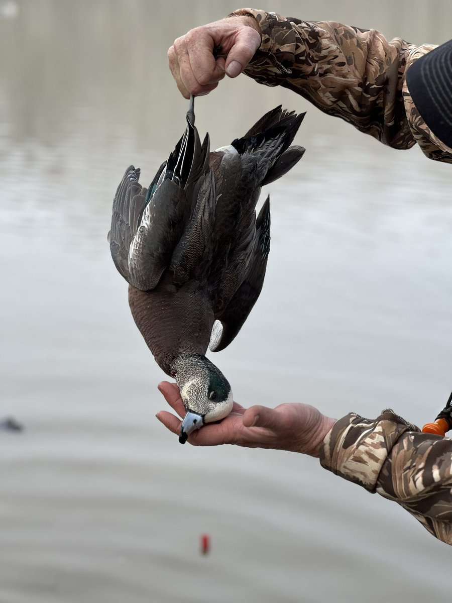 Boss Shotshells tweet media