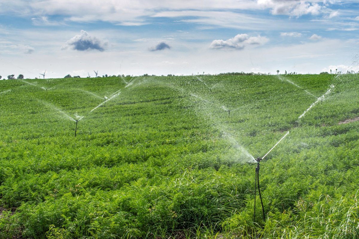 El Directorio de UTE aprobó medidas especiales para apoyar la difícil situación que está atravesando el sector productivo del país, debido a la emergencia agropecuaria provocada por la sequía y el déficit hídrico. (Hilo)