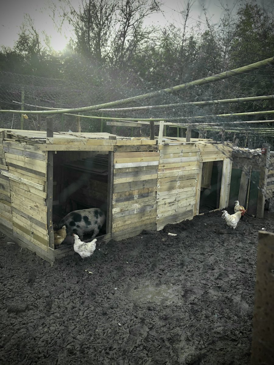 testeurdecbd's tweet image. Bientôt des #bebecochons viens sur ma page 

vm.tiktok.com/ZMYeU2Gsr/