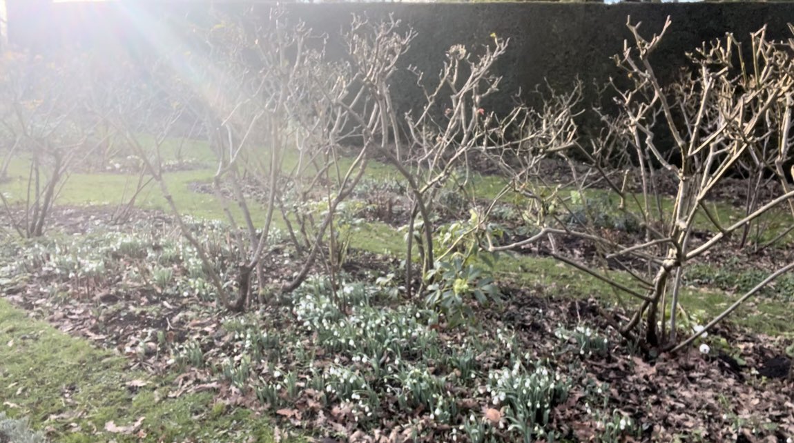christinetalbot's tweet photo. I found it! #ThefirstsignofSpring! Snowdrops in abundance and even their own personal ray of sunshine @MiddlethorpeHal https://t.co/n8ZjCpcnlr