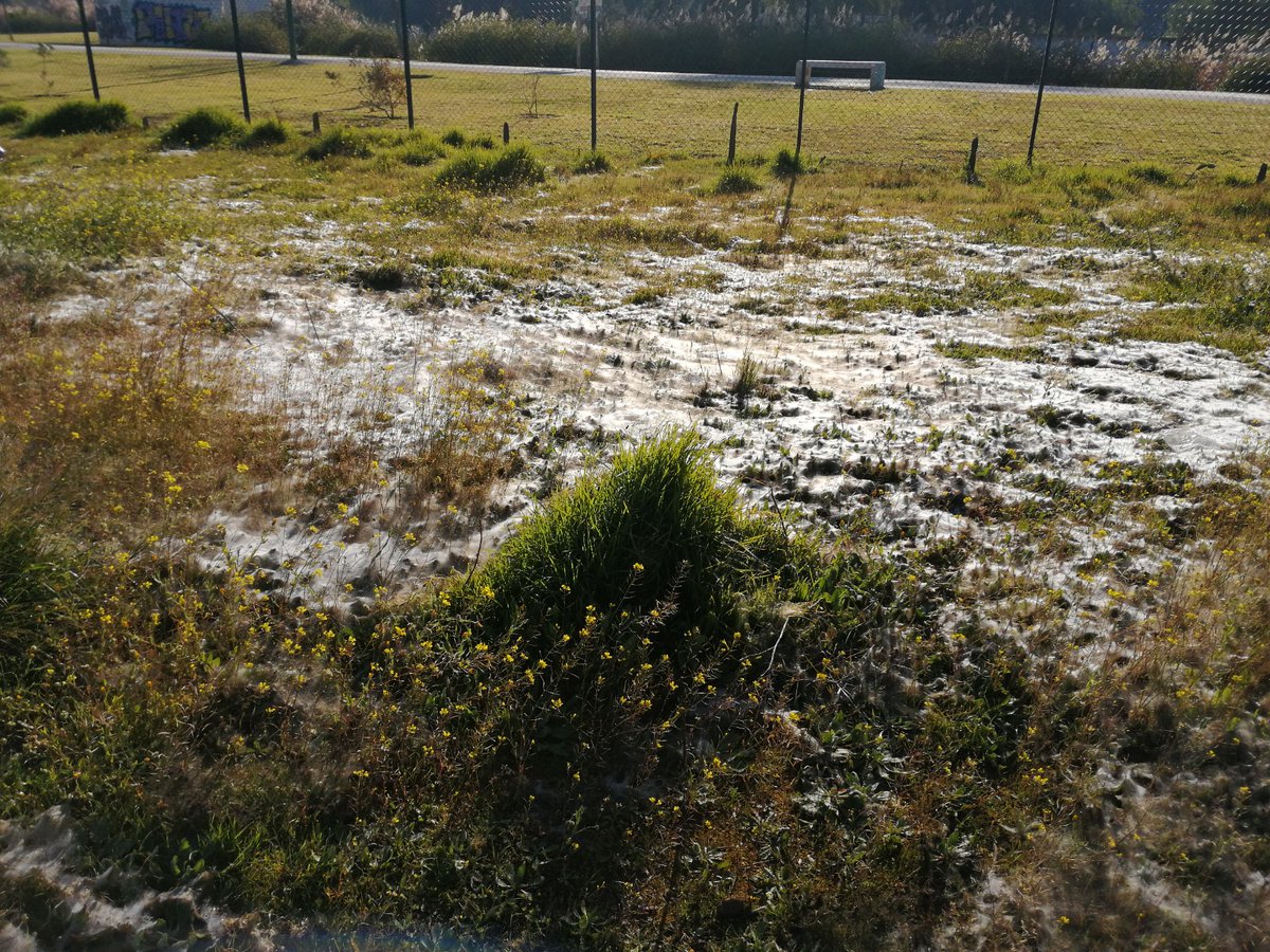 verdesdelsur's tweet photo. Plaga bíblica 1ª en Huertos Guadaira: la oruga "lagarta peluda" arrasa cultivos mientras Parques y Jardines, ni desbroza ni fumiga con productos ecológicas. Huertos "nevados" por nidos orugas. Vergüenza @Ayto_Sevilla,delegada @sur_distrito y @antoniomunozsev https://t.co/s0fmLX3kAu
