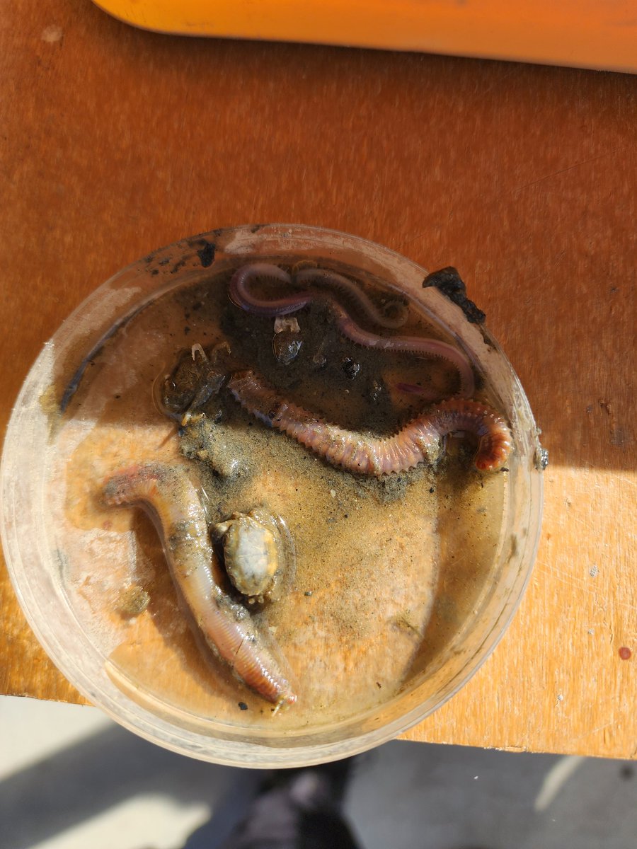 Found some worms, crabs, and more in an oyster reef! Thanks DNR for coming out to join us and lead this awesome lesson!