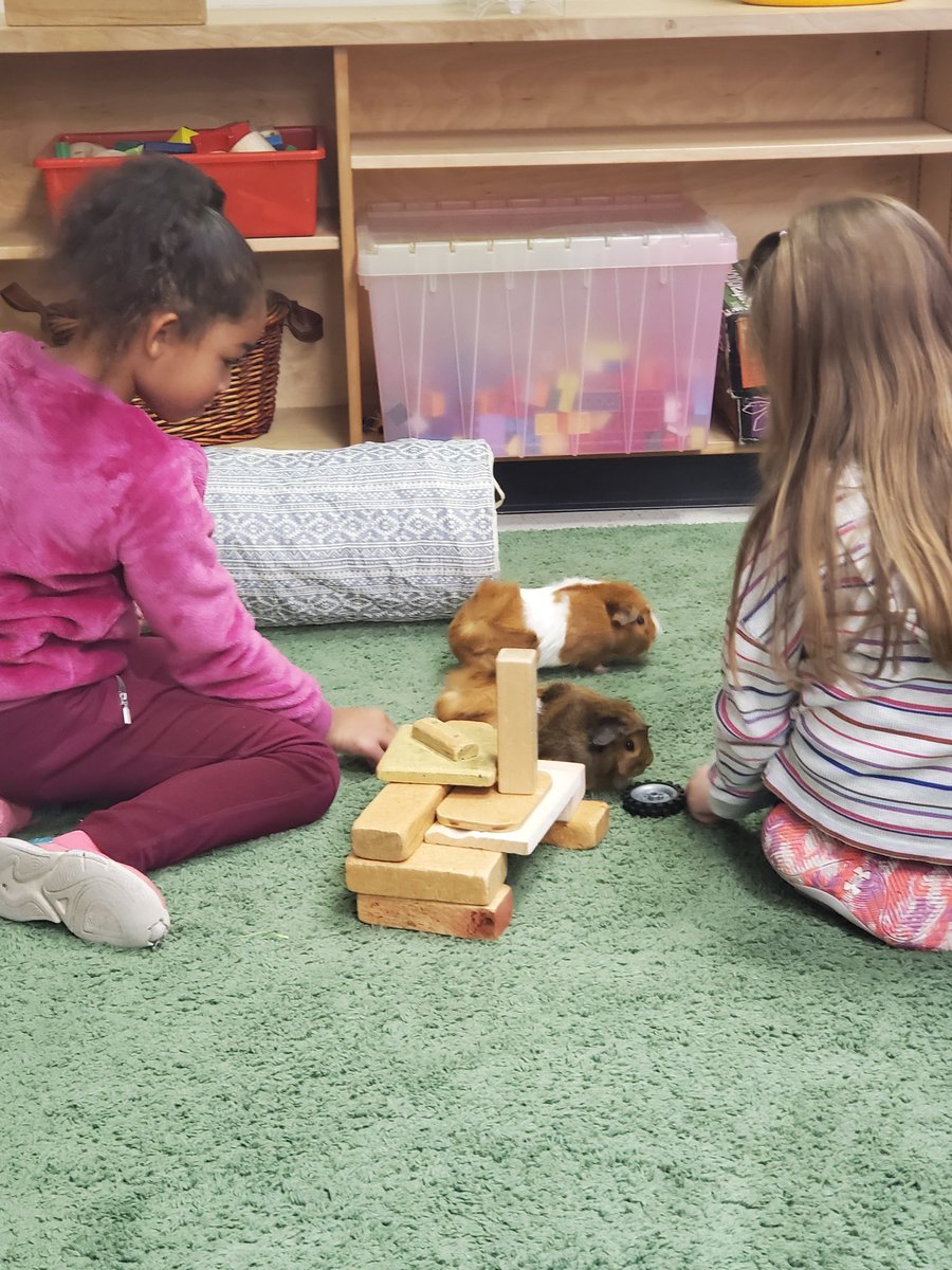 MsPenuela's tweet photo. @StBrigidOCSB we take  #deeplearning  to a whole new level during our grade 1 building centre. Fries and Gravy enjoyed their little city  @ms_downes @OCSBelementary https://t.co/tEFB3XSPhj