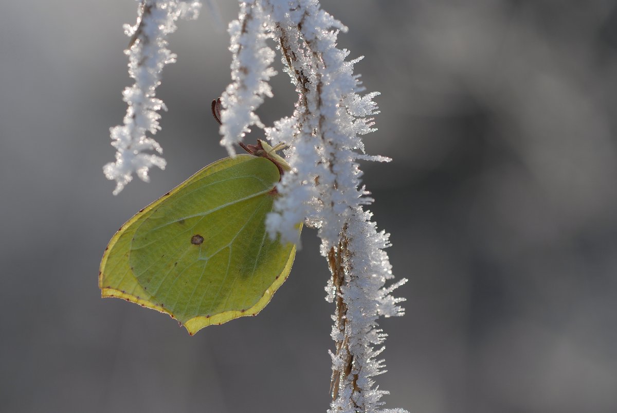 savebutterflies's tweet photo. The Brimstone does not freeze due to stored glycerin in its bodily fluids. At the beginning of winter, it discharges some of its bodily fluids eliminating practically all of the water that it doesn’t need! #Winterwatch

📷: Eberhard Pfeuffer https://t.co/UR4EBVMmkD