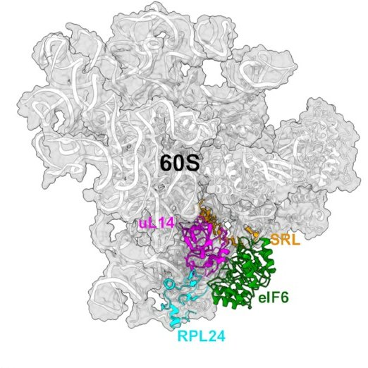 #drugscreening for #cancer and #ShwachmanDiamond #therapeutics targeting eIF6 and 60S ribosome can take strides forward with ID of key interactions and dynamic states, from @ProfOriganti. @NAR_Open  doi.org/10.1093/nar/gk…
