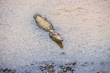 Toothy and prehistoric-looking, the crocodiles at the Tarcoles River in Costa Rica have become a popular tourist attraction on the way to Jaco and Manuel Antonio. 
#descubrecostarica #discovercostarica #costaricatraveler  #exploringcostarica #puravidacostarica #somoscostarica