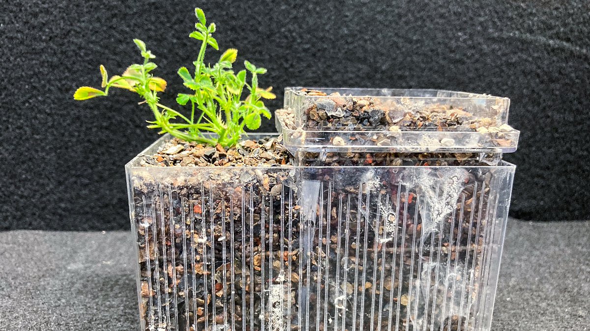 NC State College of Agriculture and Life Sciences (@ncstatecals) on Twitter photo The future could be fungi. ๐ฑ New research from <a href="/CropAndSoil/">NC State Crop & Soil Sciences</a>'s Kevin Garcia (@Garcia__Kevin) shows that fungi could enhance plant health and lessen our reliance on non-renewable fertilizers. Read more: ncst.at/a1cO50MuxZP. The future could be fungi. ๐ฑ New research from <a href="/CropAndSoil/">NC State Crop & Soil Sciences</a>'s Kevin Garcia (@Garcia__Kevin) shows that fungi could enhance plant health and lessen our reliance on non-renewable fertilizers. Read more: ncst.at/a1cO50MuxZP.