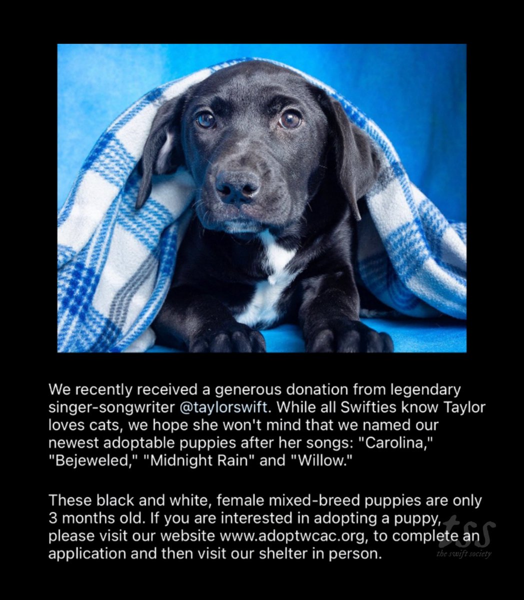 TheSwiftSociety's tweet photo. ❤️| @TaylorSwift13 recently made a "significant donation" to Williamson County Animal Center! https://t.co/U1KEXAPUHA