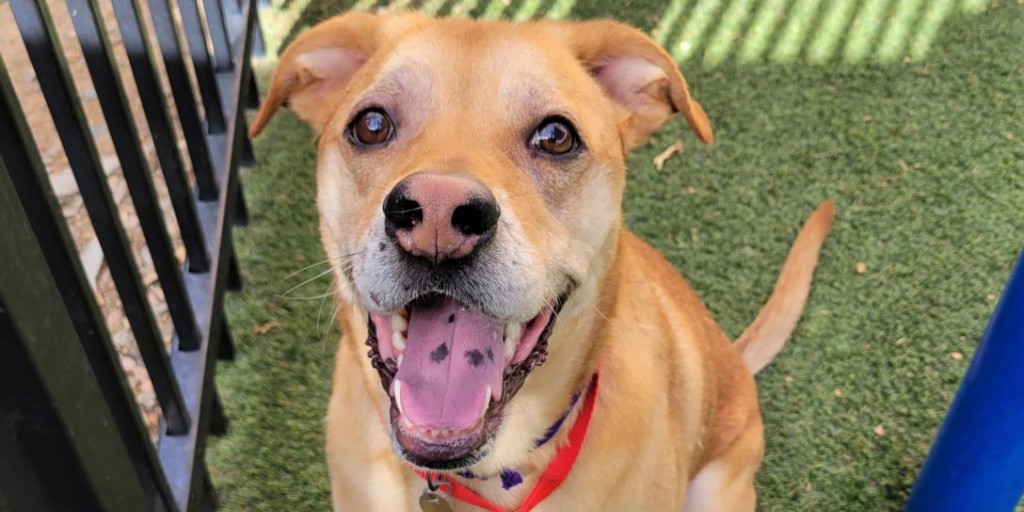 humanecolorado's tweet photo. Meet Toby!

This fun-loving, 3-year-old pup is looking to be your one and only. Learn more about him: https://t.co/LZtnjxMI5Z

Toby is available for adoption at the Buddy Center in Castle Rock. Come meet him today!

#DumbFriendsLeague #CompassionAlways #Adopt #AdoptToby https://t.co/dNA8Uuvcec