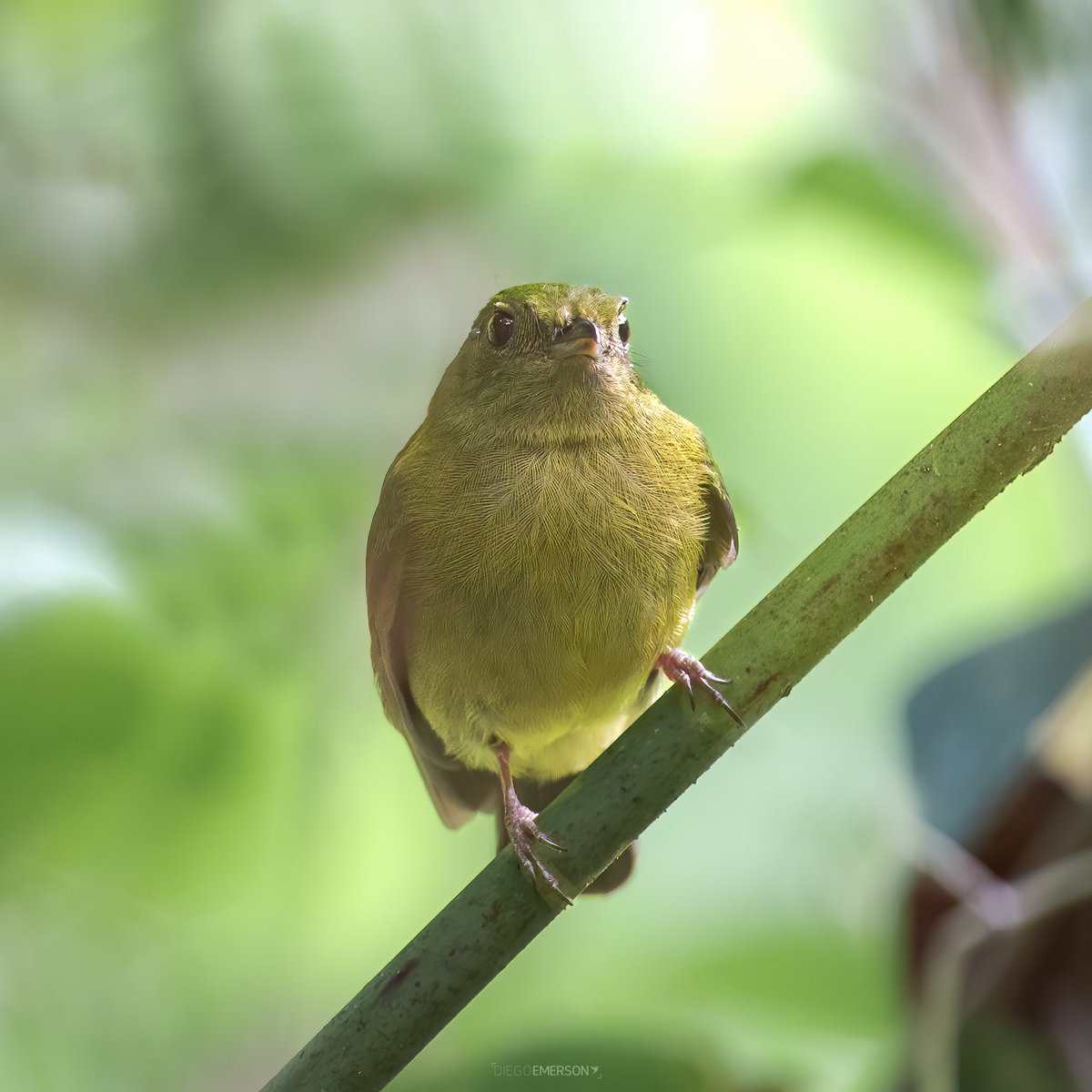 diegoetorres's tweet photo. En el mundo de las aves algunas fotos son trofeos para chicanear con los amigos pajareros 😂😂😂, como este saltarín Cryptopipo holochlora que no es tan vistoso pero se imaginan lo difícil que es ver un ave pequeña verde en un ambiente verde. https://t.co/v2zyNdmtre