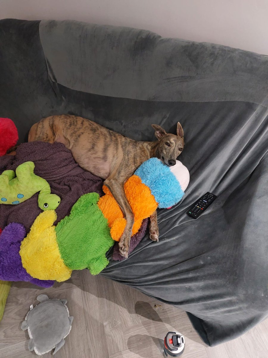 ClionadhH's tweet photo. @MADRADogRescue They are the best cuddlers, and love being around people. https://t.co/1V5eQilb32