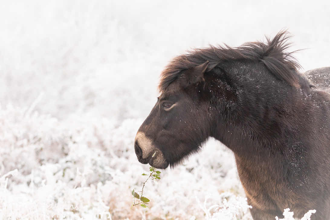 Some more reminiscing to the last cold snap. This Exmoor Pony had managed to find some brambles under the snow which it munches on

#quantocks #exmoorpony #pony #horse #snow #eating #somerset #nature #headshot #somersetphotography #winter #winterwatch