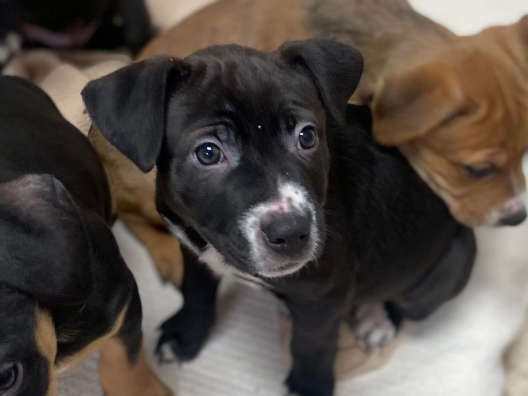 Our 2023 Puppy Season is starting off with a bang💥Here is our 2nd litter of 4 pups available to adopt. They’re Lab Retriever/Shepherd mixes & will be large in size when fully grown. They’ll require lots of attention, exercise and training.#adoptablepuppies #hshp #AdoptDontShop