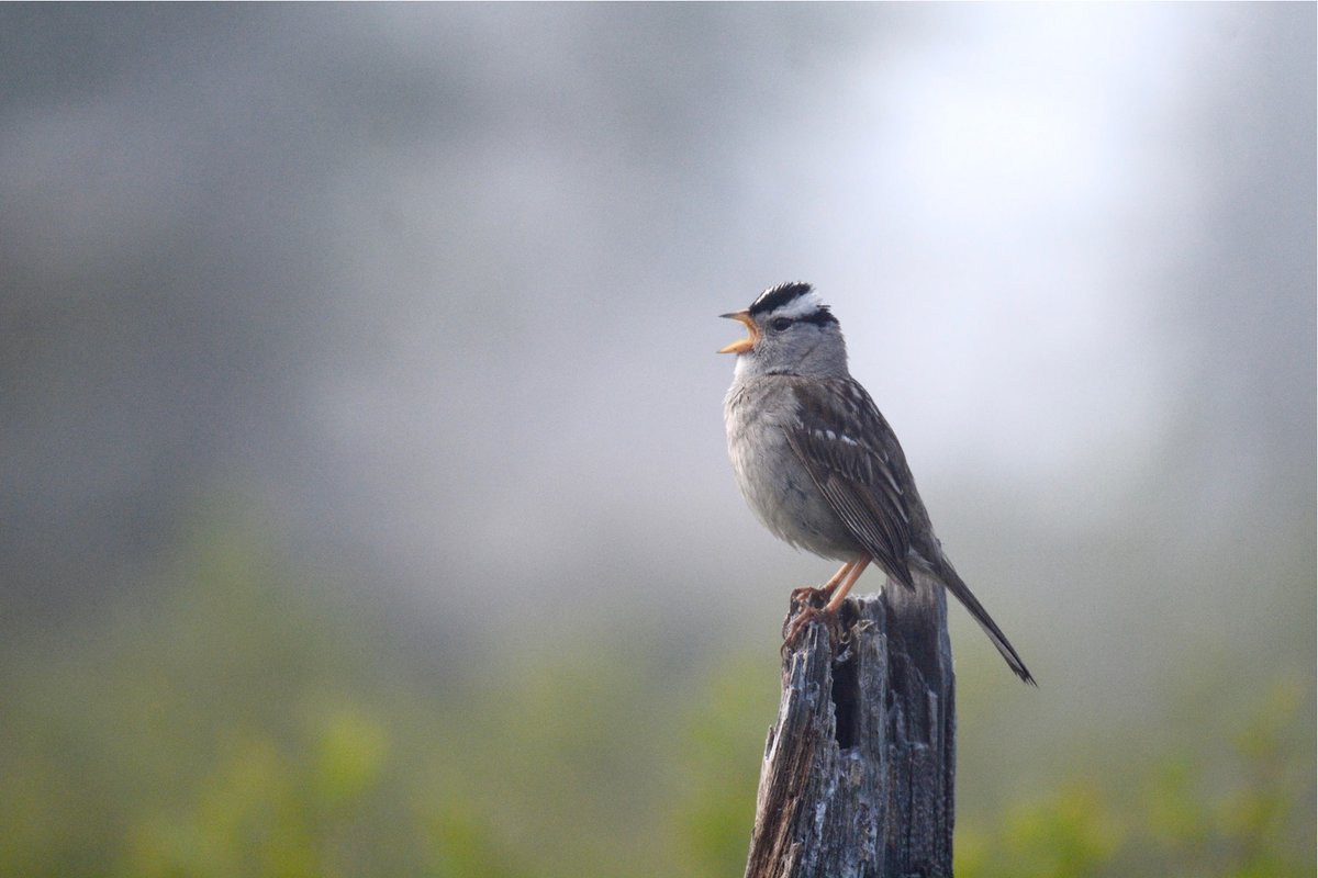 WillBrooks16's tweet photo. Can culture drive speciation? 

In my 🎉first academic paper 🎉, I studied song recognition and gene flow in a ~30-year-old songbird hybrid zone to find out. 1/10

🤜@pwimbo 

@AmOrnith 

 https://t.co/ZNEdzarsGY https://t.co/jHnSZWn83L
