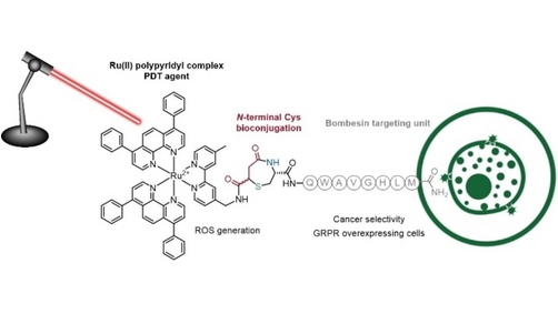 ChemBioChem (@chembiochem) on Twitter photo Towards Selective Delivery of a Ruthenium(II) Polypyridyl Complex-Containing Bombesin Conjugate into Cancer Cells (Gois, Gasser) <a href="/iMedULisboa/">iMed.ULisboa</a>, <a href="/ChimieParisTech/">Chimie ParisTech | PSL</a> onlinelibrary.wiley.com/doi/10.1002/cb… Towards Selective Delivery of a Ruthenium(II) Polypyridyl Complex-Containing Bombesin Conjugate into Cancer Cells (Gois, Gasser) <a href="/iMedULisboa/">iMed.ULisboa</a>, <a href="/ChimieParisTech/">Chimie ParisTech | PSL</a> onlinelibrary.wiley.com/doi/10.1002/cb…