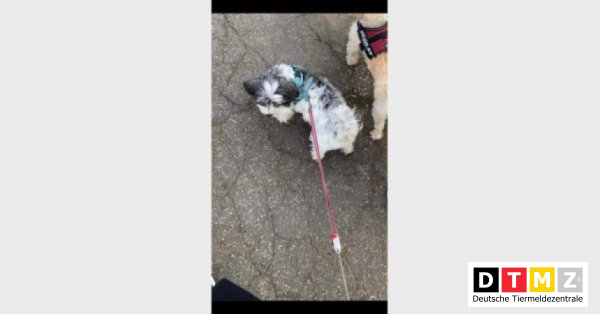 bogdanowskyru's tweet photo. #Suchmeldungen #Hündin #wurde gestohlen #Mischlingshund 30.03.2021 - Hündin Mimi wurde gestohlen in 44388 Lütgendortmund https://t.co/Tcl7kg0g3r https://t.co/gYrwNgulmj