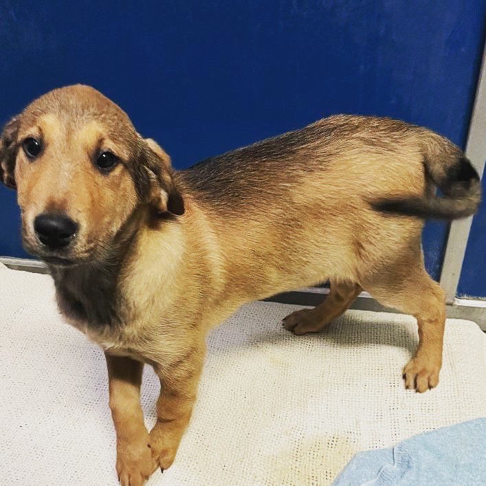 Our 2023 Puppy Season is starting off with a bang💥Here is the last of adoptable puppies Bando. He is a 3 month old, male Rough Collie/Lab mix. He will be X-Large when fully grown and will require lots of patience, exercise and training. #adoptablepuppies #hshp #AdoptDontShop
