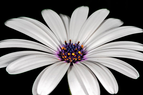 photoslim's tweet photo. New artwork for sale! - "African daisy in black background" - https://t.co/Ari7xOgpFm @fineartamerica https://t.co/1jS7qMfjq2
