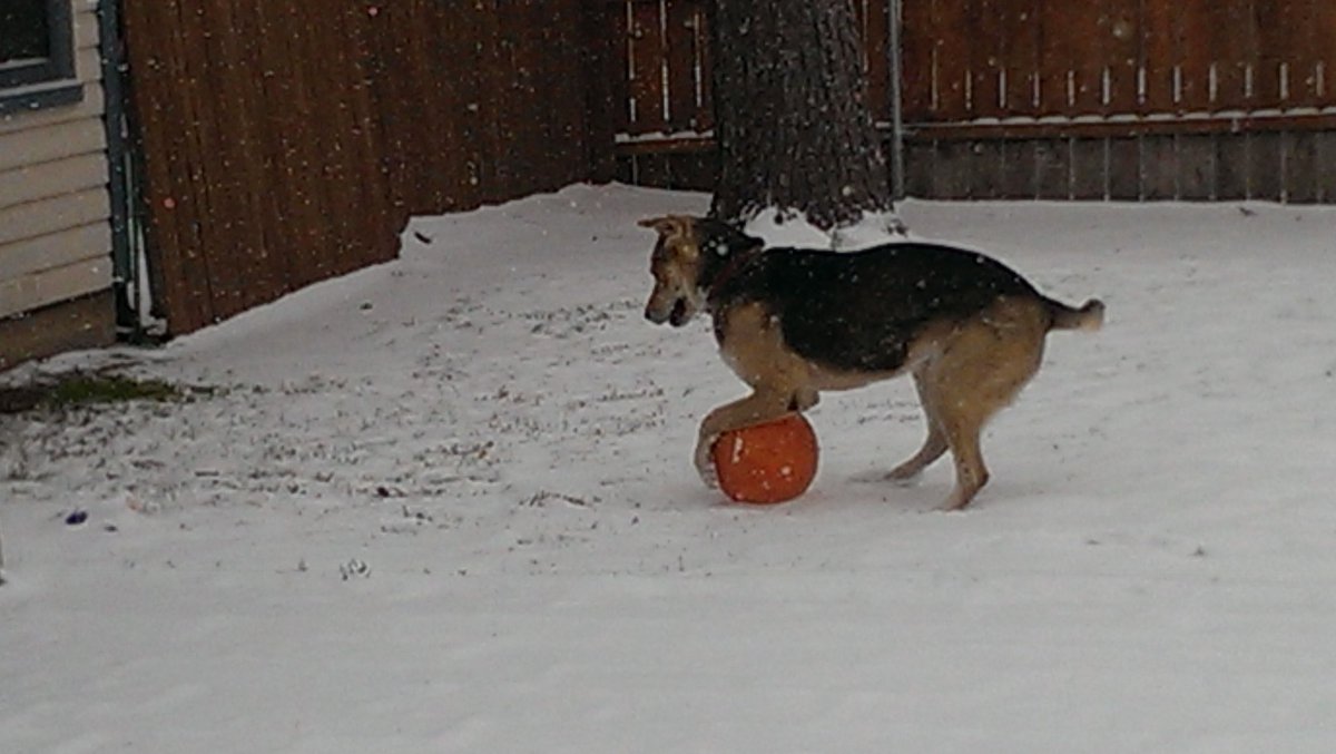 Deb_Hyatt's tweet photo. @bunsenbernerbmd Emma loved playing with her ball in what little snow we get in Texas. https://t.co/GmMSC2LEOv
