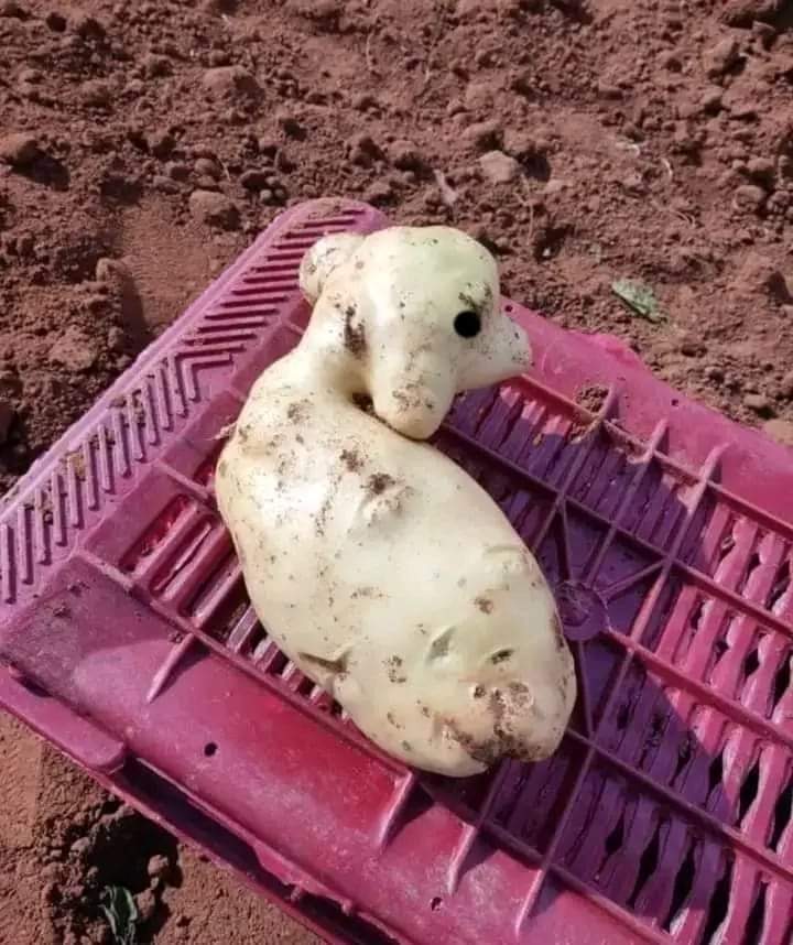 kr_abdo's tweet photo. ..
ولله في خلقته شؤون 🥔🥔🥔🥔.
سبحان الله والحمدلله  ولا إله إلا الله والله أكبر . https://t.co/EzpMFE90xJ