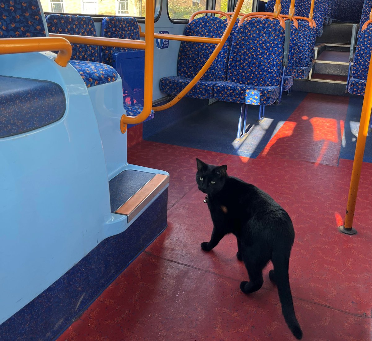 StagecoachSW's tweet image. #meow #catlife Meet this little one, who hopped on board to have a quick look around, during a visit to County Hall today. @travel_devon @DevonCC 
We love to welcome pets on board- ideally accompanied by their human 🐱