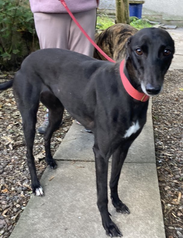 Greyhound Rescue Fife on Twitter "Nicole is a sweetie who always