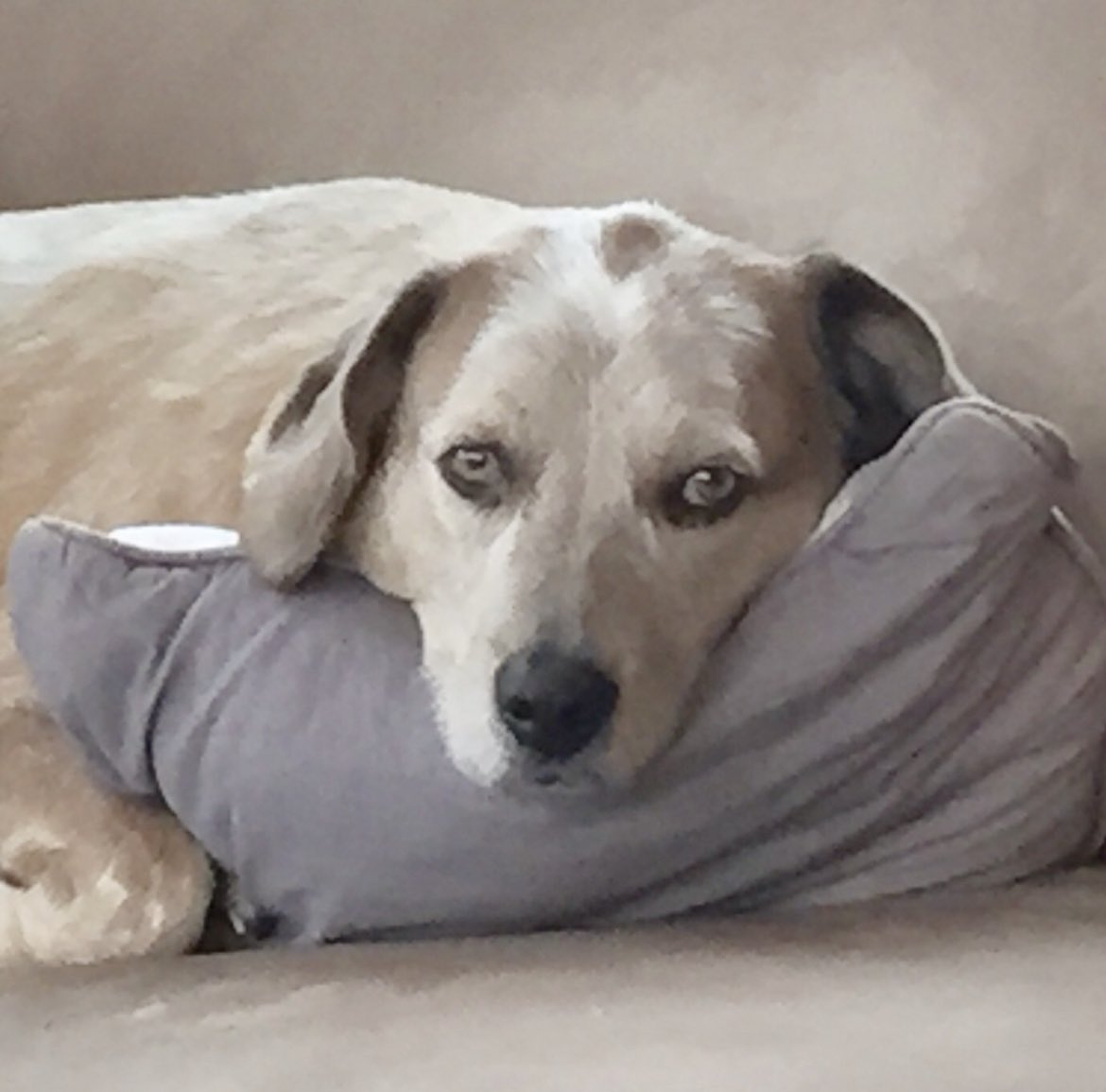 MillsMindset's tweet photo. @DanaPerino @AmericaNewsroom Willie - who thinks he’s a person https://t.co/009MIu7LdD