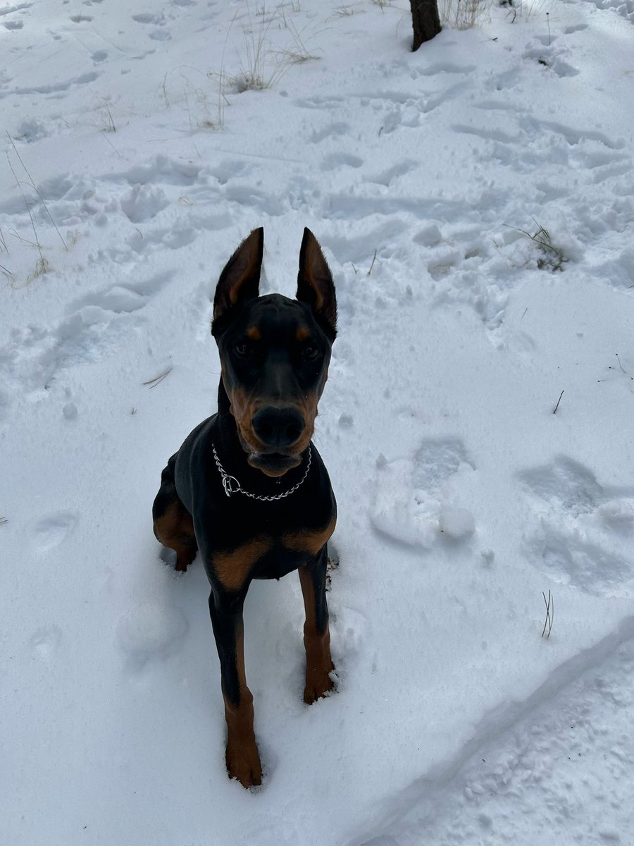 my little Draco <3 mommy is OBSESSED w you (no matter how evil you can be)