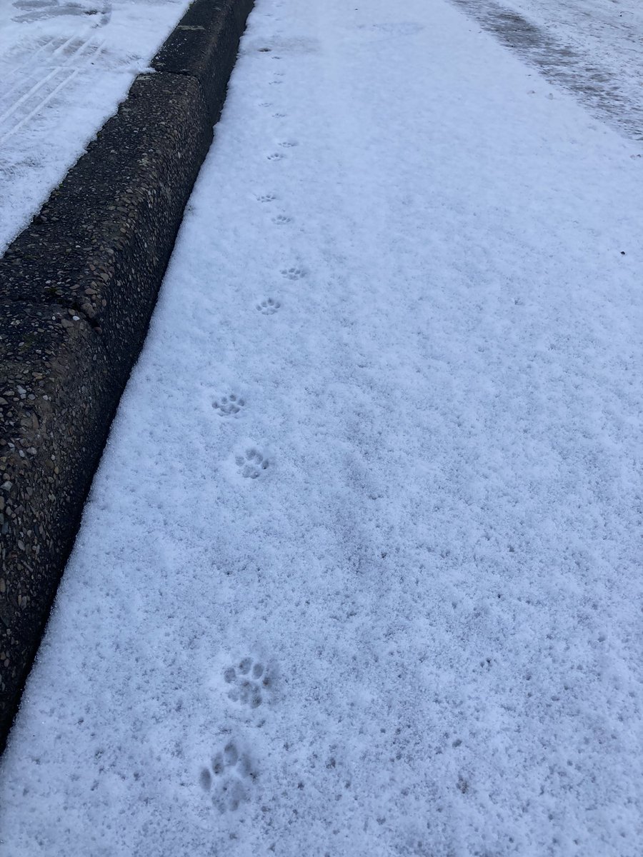 zigthekitty's tweet photo. i hav retorned to show : my feete steps in the ‘ snow,’ . https://t.co/j9wSxIN3pN