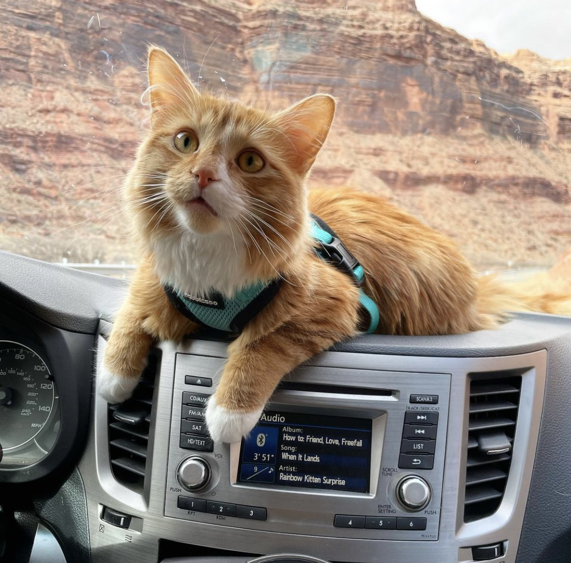 LiebchenTravels's tweet photo. Baby Liebs says "Meowllo" #kitten #catsofig #catsoftwitter #kittens #orangecat #adventurecat https://t.co/W5jAPlm52O