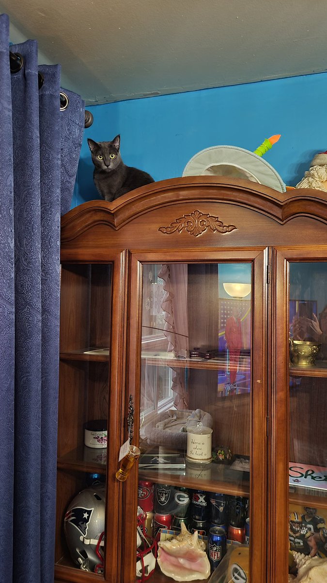 <a href="/Velvetthecat21/">Velvet2021</a> I'm Ash not sure if you follow and it's ok 🙂 mum and I just love animals ❤️