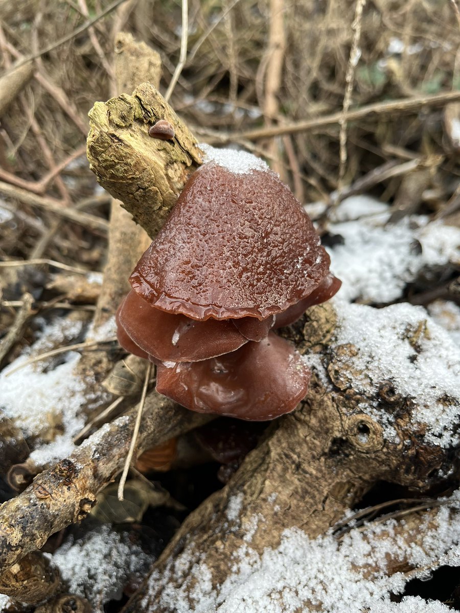 Iolo Williams tweet media