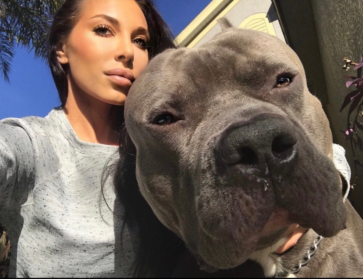 prestigiousBULS's tweet photo. Mr Big head Canelo 💪🏼
#love #abkc #puppies #puppylove #instadog #bullies #frenchie #puppiesofinstagram #doglover #bulldogsofinstagram #bullyworldwide #dogoftheday #dogstagram #pitbullsofinstagram #bulliesofinstagram #englishbulldog #bullyworld #dontbullymybreed https://t.co/g1FyzXFDAT