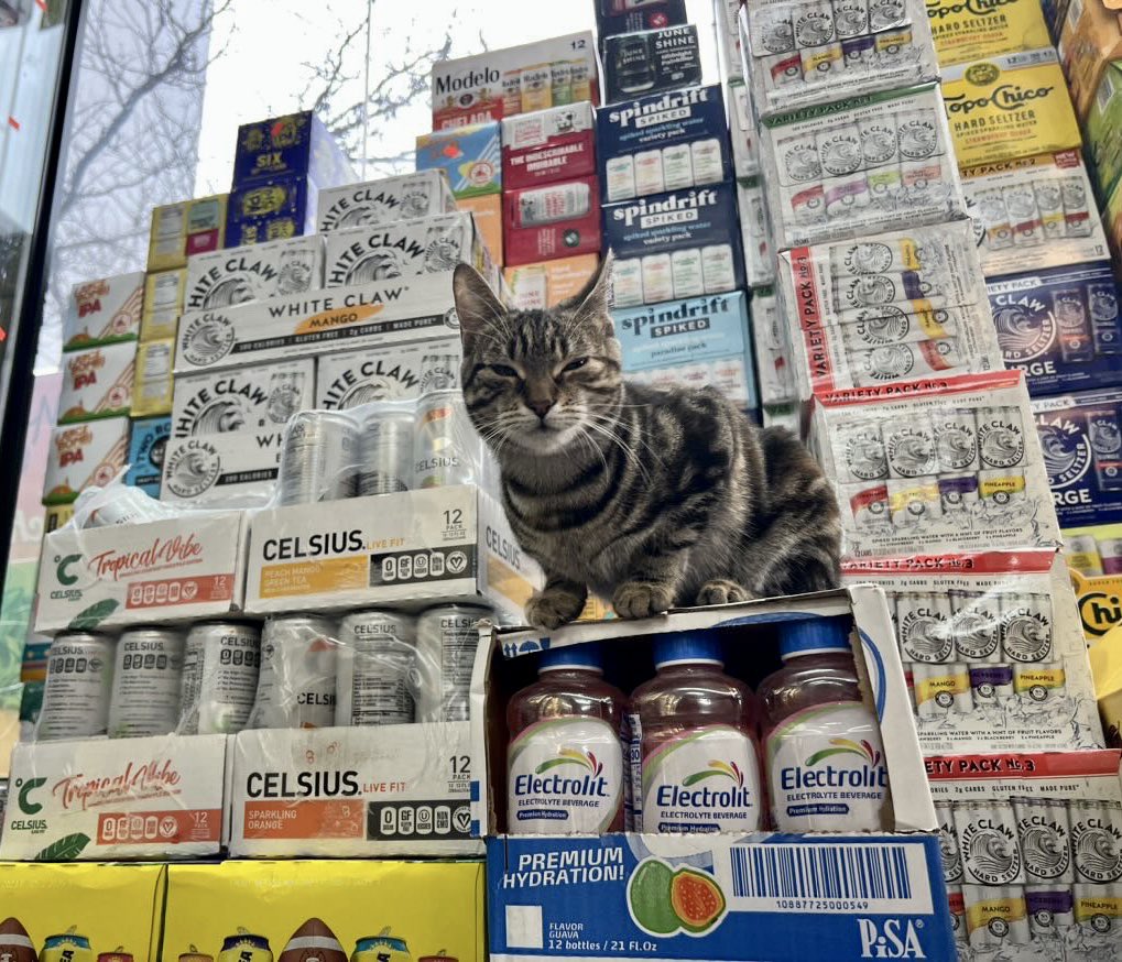 Bodegacats_'s tweet photo. https://t.co/BFxRB8czpl