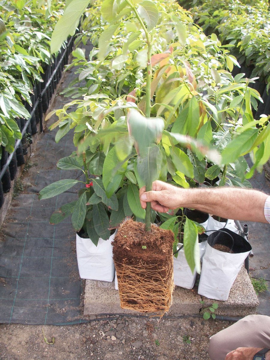 Sistema #radicular de una planta 🌱 de aguacate 🥑 con sistema Tropikit en fibra de coco. Acelera el desarrollo de la planta y da a la planta más autonomía.