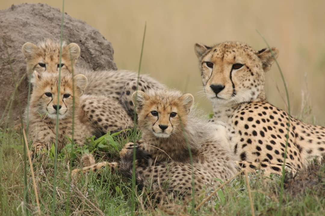 InfoBushlife's tweet photo. Wilderness Chitabe started 2023 with a bang with the arrival of these brand new cubs

Book your safari adventure trip to Chitabe today! 
📧
reservations@bushlifeafricasafaris.co.uk
https://t.co/nEvdhBfZQr
#BLAStours #Chitabe #Botswana #safari2023 #wildlifephotography #honeymoon https://t.co/n32Lk0YOVO