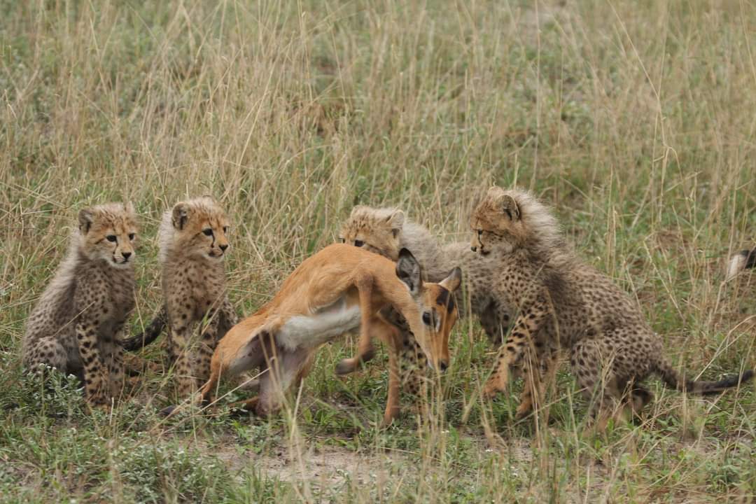 InfoBushlife's tweet photo. Wilderness Chitabe started 2023 with a bang with the arrival of these brand new cubs

Book your safari adventure trip to Chitabe today! 
📧
reservations@bushlifeafricasafaris.co.uk
https://t.co/nEvdhBfZQr
#BLAStours #Chitabe #Botswana #safari2023 #wildlifephotography #honeymoon https://t.co/n32Lk0YOVO