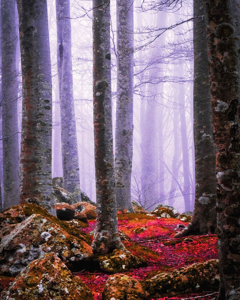 Misty woodland.
#photooftheday #fujifilm_xseries #landscapephotography #maremma #tuscany