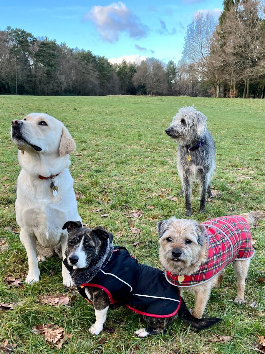 What did you do today ? I met friends in the park whilst the hoomans had a cup of Mad Dog Coffee #coffee #maddogcoffee #dog #walkies #park #cold #frosty #walk #getoutside #charity #sbs