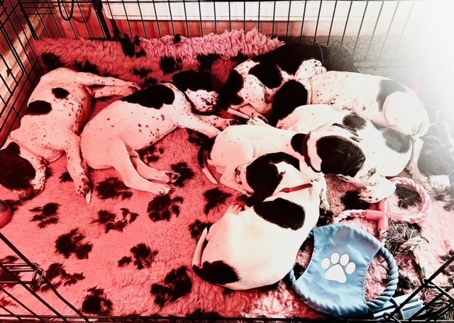 AmyLPFT1's tweet image. Just wanted to share the joy and cuteness of our gorgeous litter of puppies with you all 🐶 

You're welcome 😍 I am so very much in love 🥰

#pointerpuppies #pointersofinstagram #pointerdog
