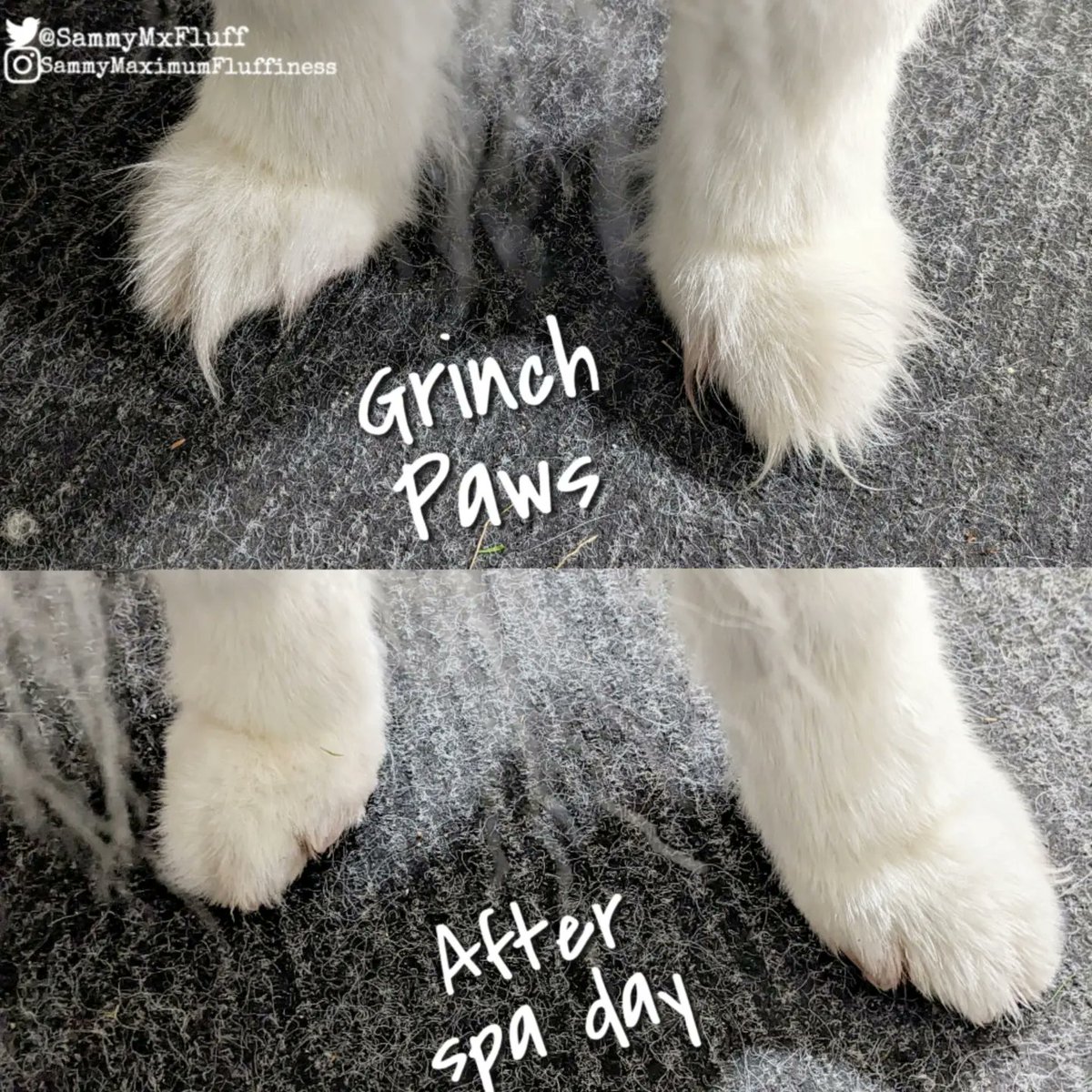 SammyMxFluff's tweet photo. After Spa Day I'm exhausted π and I happen to like my Grinch Paws π Do we really have to go through this shenanigans every time I get a little stinky!? 𦨠ππΎ
#spaday #doggrooming #cleandog #extrafluffy #funnydogs #goodmorningpets #kraftybox #SammyMaximumFluffiness https://t.co/YWkMyMLYw7