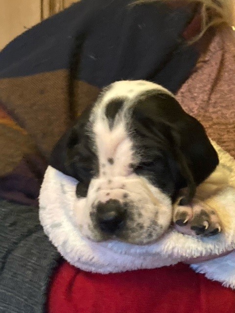 AmyLPFT1's tweet image. Just wanted to share the joy and cuteness of our gorgeous litter of puppies with you all 🐶 

You're welcome 😍 I am so very much in love 🥰

#pointerpuppies #pointersofinstagram #pointerdog