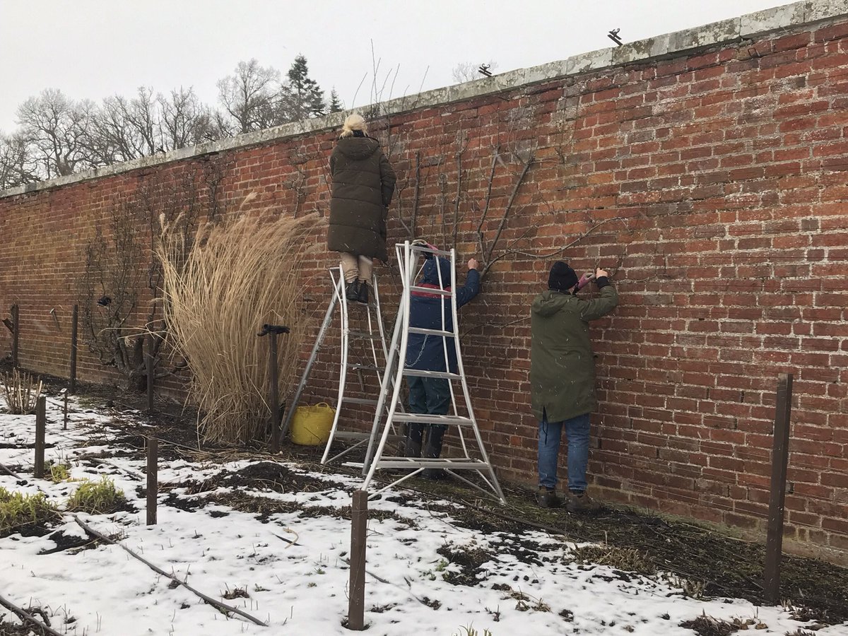 Thehenlady's tweet photo. A wintery walk around the walled garden at Floors Castle where some hardy WFGA students were tying in heritage fruit trees as part of a practical workshop - then a late afternoon dog walk #stillsnow #Kelso #FloorsCastle #ScottishBorders https://t.co/2FE5QXayKL
