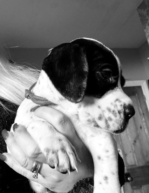 AmyLPFT1's tweet image. Just wanted to share the joy and cuteness of our gorgeous litter of puppies with you all 🐶 

You're welcome 😍 I am so very much in love 🥰

#pointerpuppies #pointersofinstagram #pointerdog