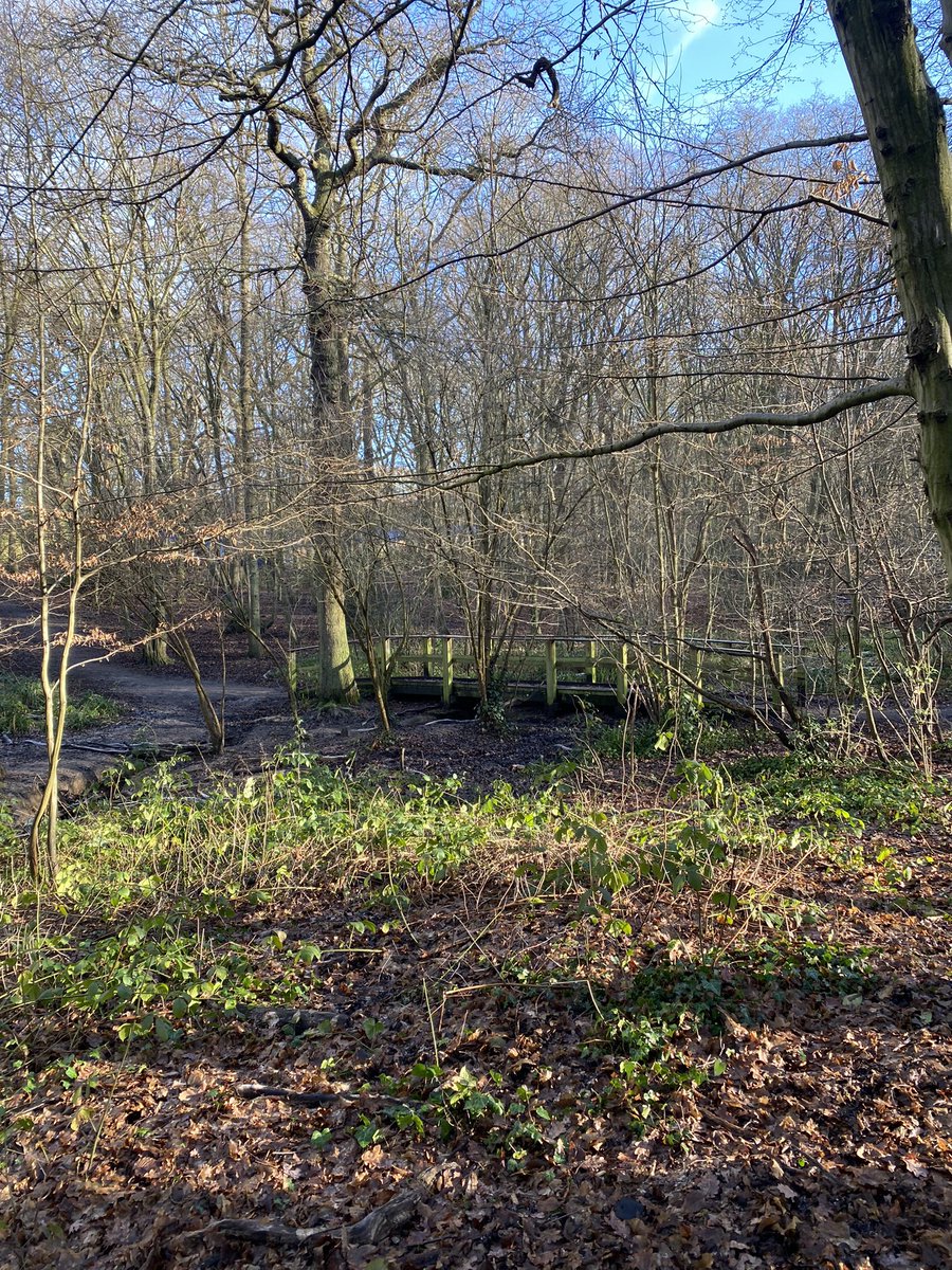 Deep breath and take it all in 😌How lucky we are to have these ancient #woodland in #haringey #WinterVibes #naturelovers #forestbath