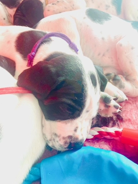 AmyLPFT1's tweet image. Just wanted to share the joy and cuteness of our gorgeous litter of puppies with you all 🐶 

You're welcome 😍 I am so very much in love 🥰

#pointerpuppies #pointersofinstagram #pointerdog