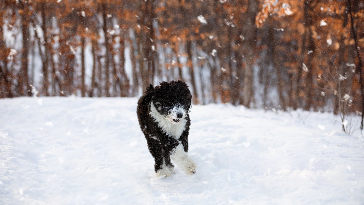 Where the deer and the pups play. #Minnesota #Snowday #Trails #MondayMotivation