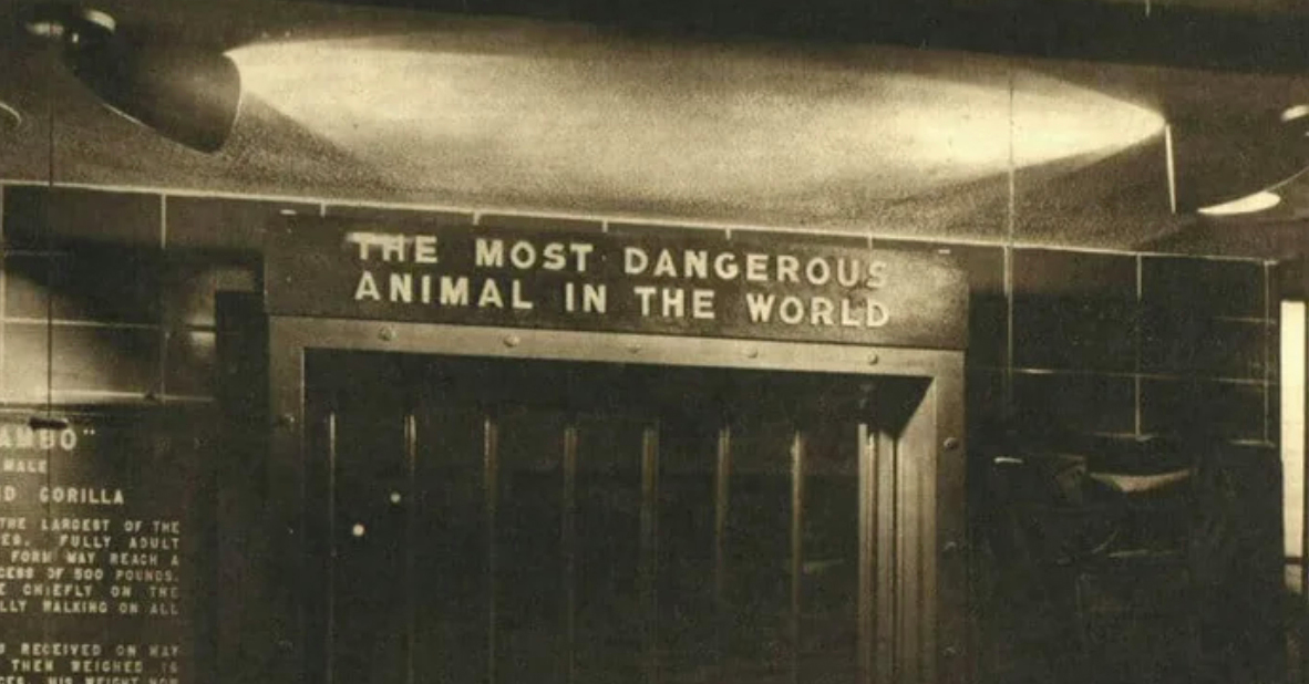 The Bronx Zoo had a 1963 exhibition called "The Most Dangerous Animal in the World." It was a mirror.