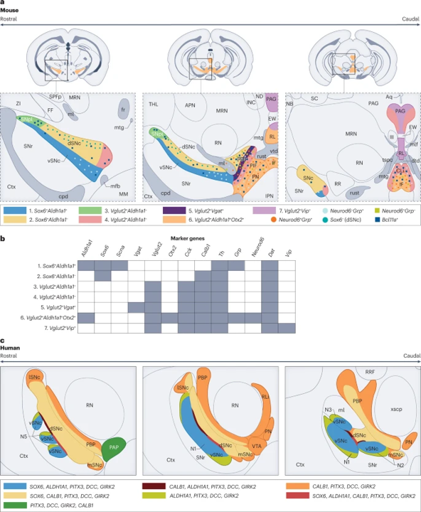 Nature Rev Neurosci tweet media